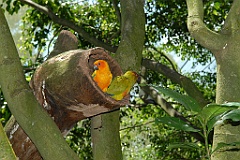 0711 Birdworld Kuranda